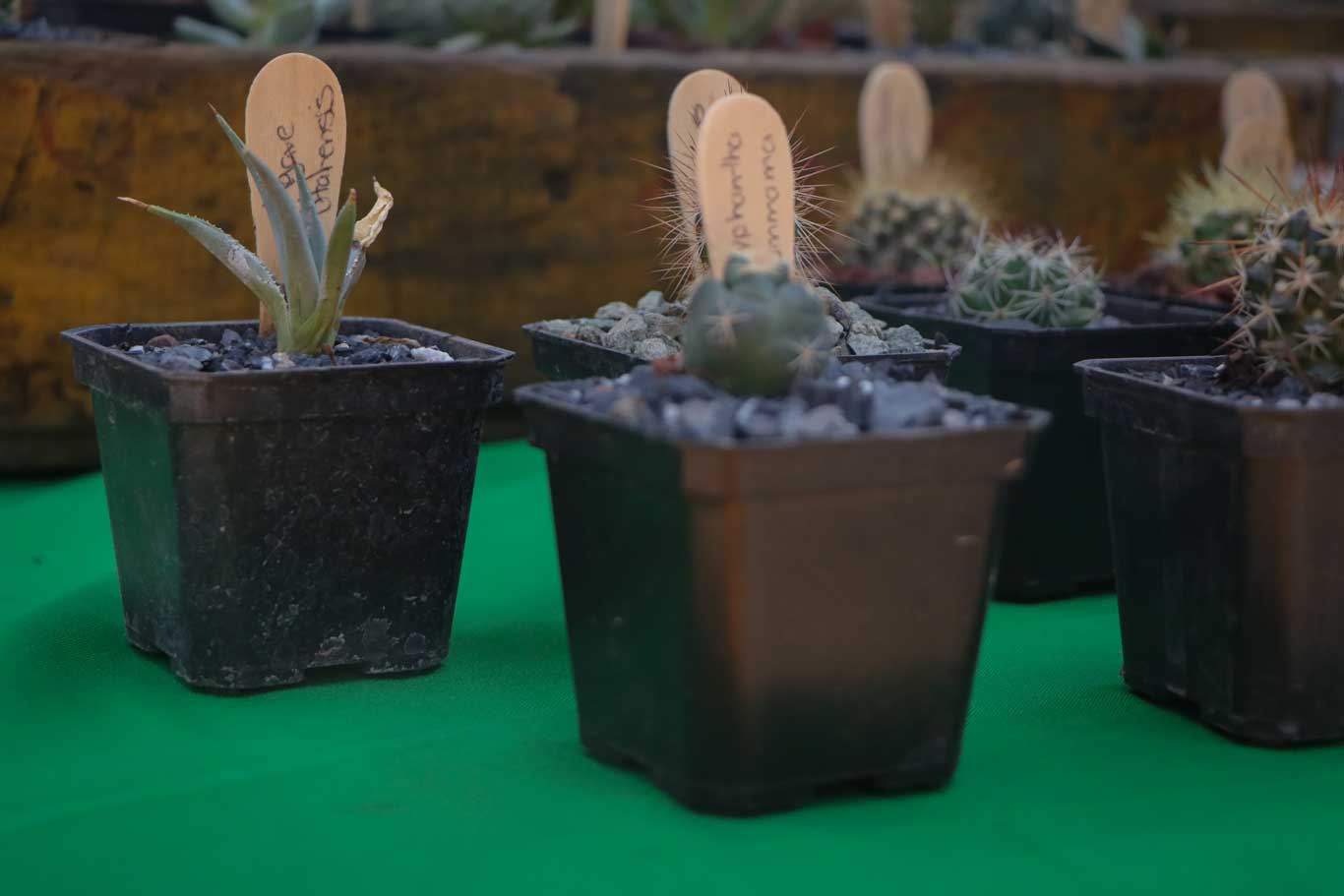 Bazar hecho en el congreso hecho para apoyar a la economía de personas con productos artesanales