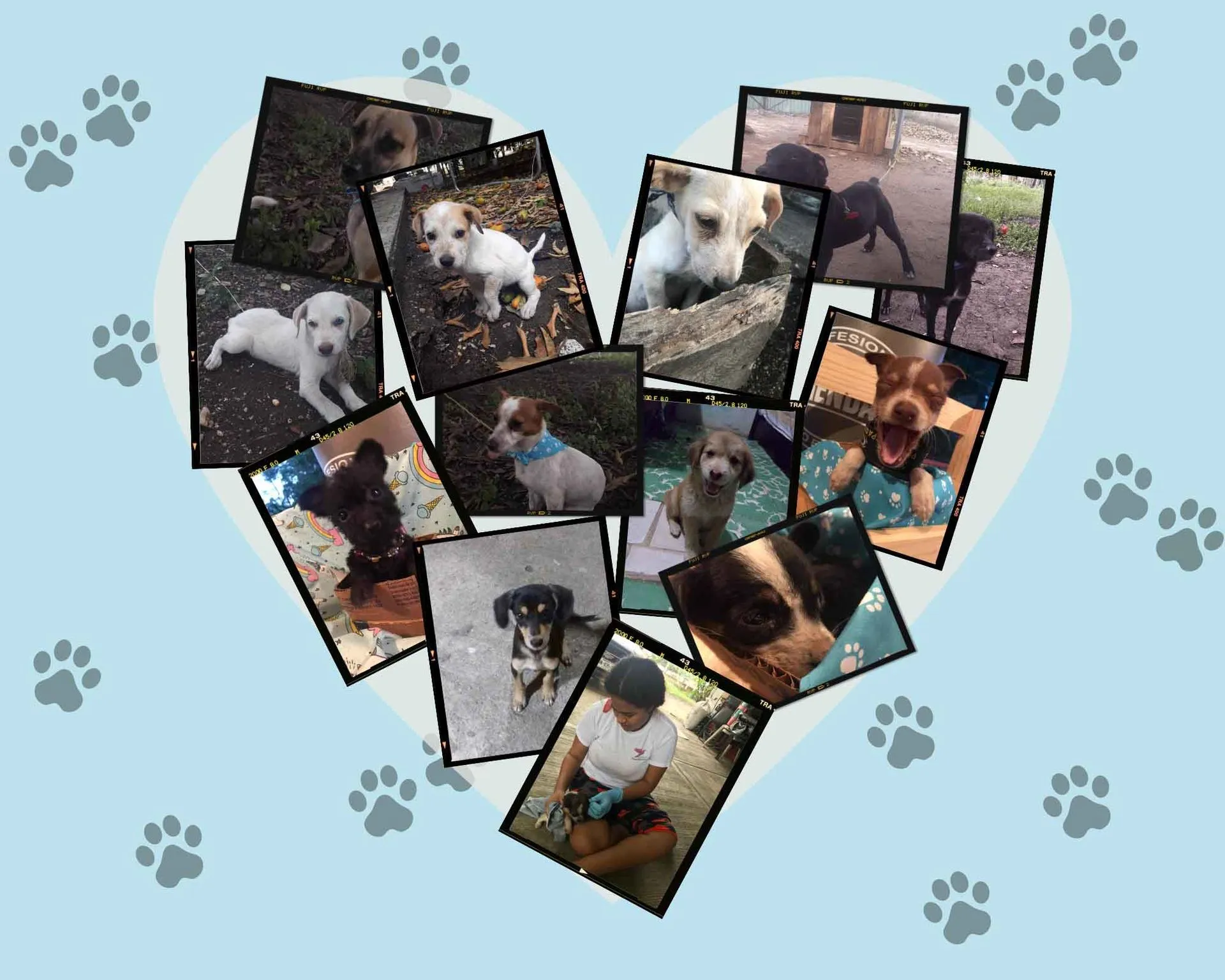 30 perritos han sido rescatados y hoy tienen una familia, gracias a Hogares Caninos.