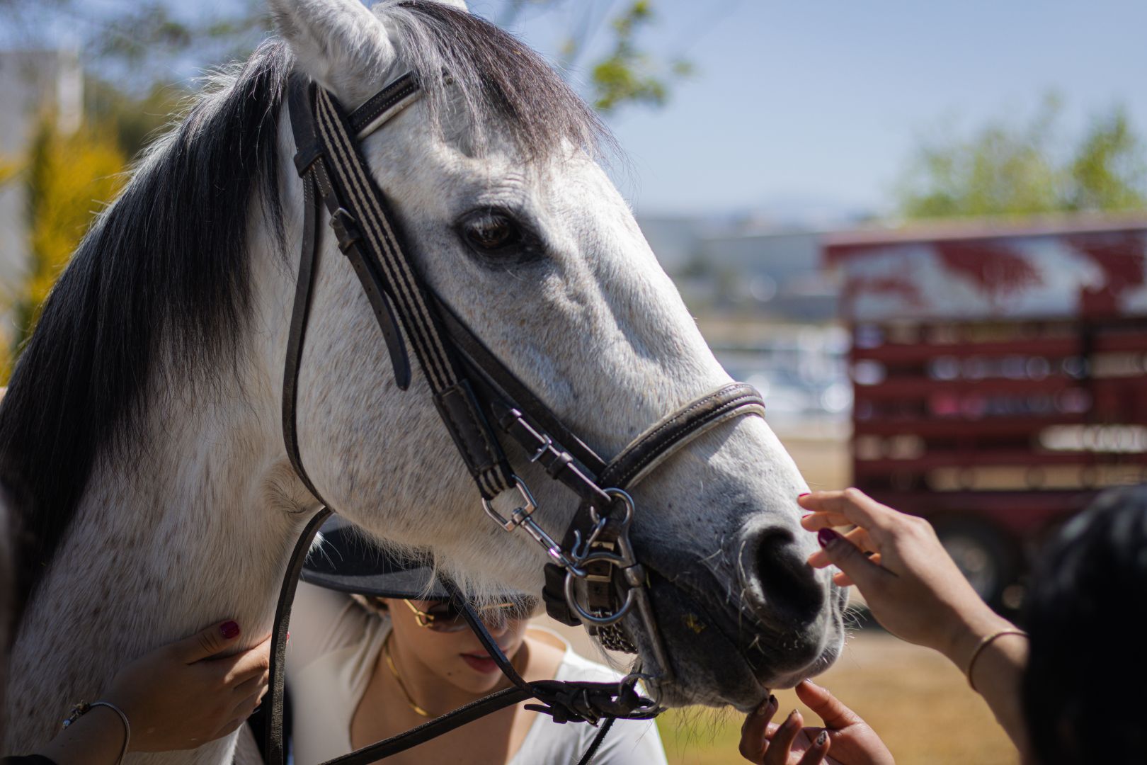 Caballo Merl&iacute;n en Tec HGO