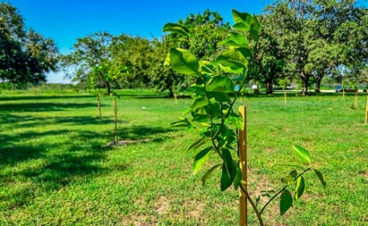 Huerto cítrico en Tec campus Tampico