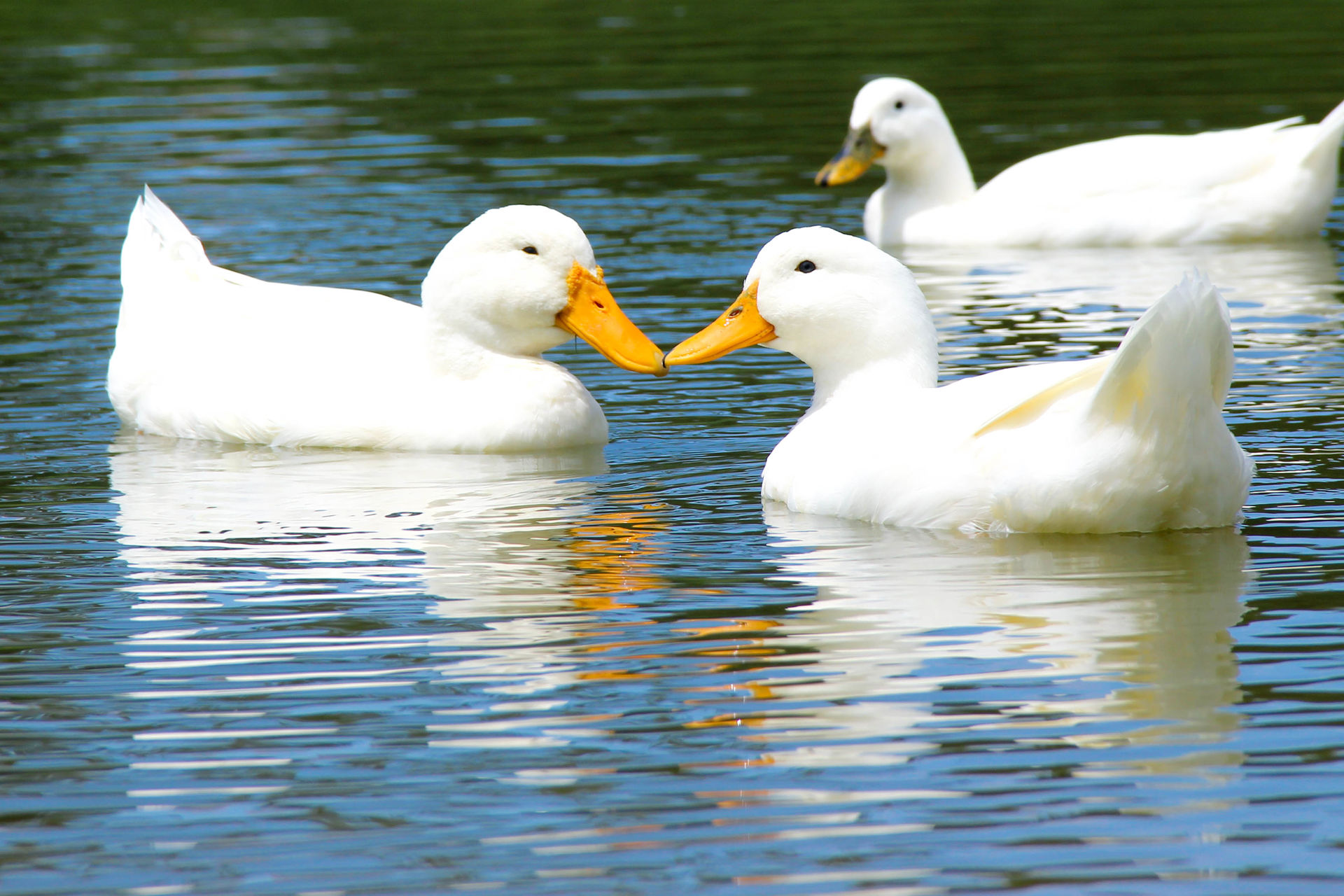 Patos en el Jagüey