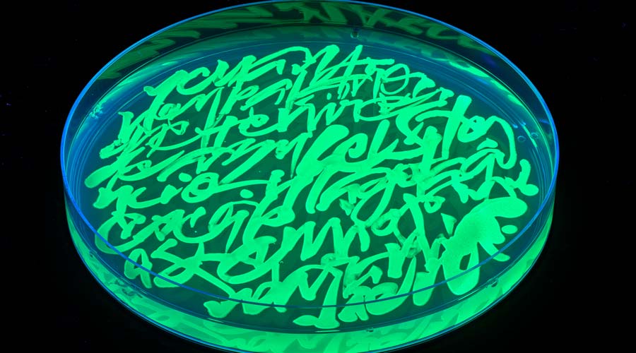 El artista Said Dokins presenta “Bio_res_crituras”, proyecto en colaboración con el Tec Querétaro que emplea microorganismos como herramientas de escritura