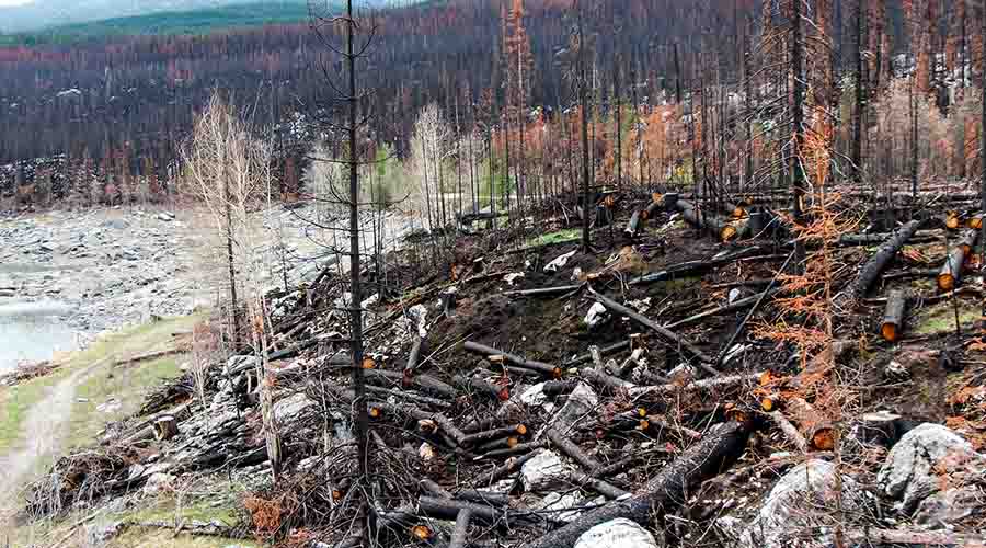 Así luce la afectación por un incendio forestal