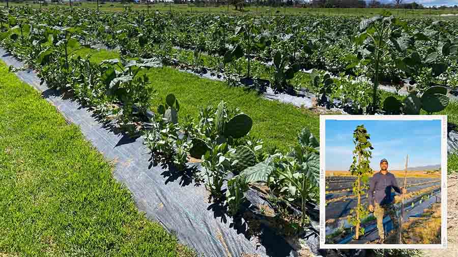 El profesor del Tec Ashutosh Sharma continúa liderando el proceso de clonación del árbol Kiri, ha logrado conseguir una clonación estable y pruebas de campo exitosas.