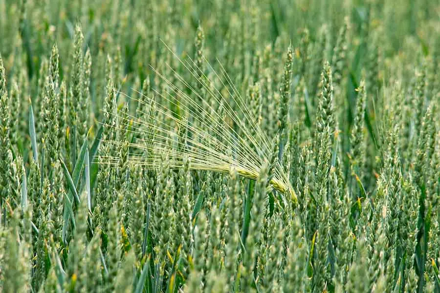 Investigadoras Tec ganan 10 mil dólares para desarrollar biopesticida 