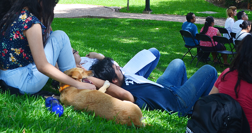 Canela en las tardes de lectura