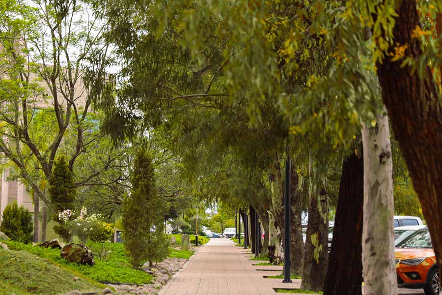 Árboles de campus Aguascalientes