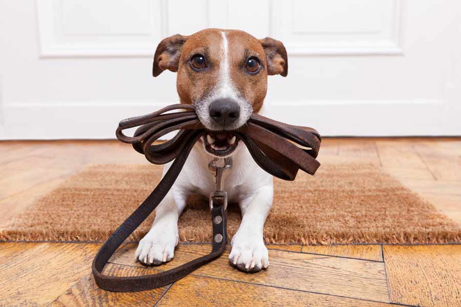 Emprendimiento de collar inteligente para perros.