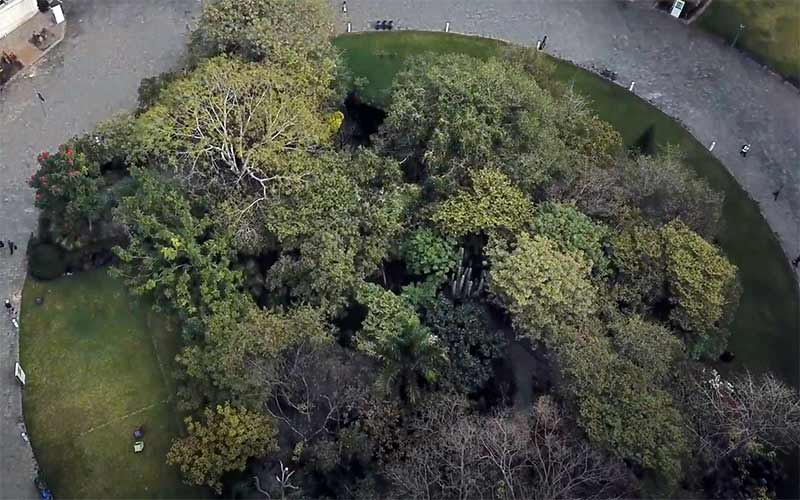 El Bosque Central del Tec de Monterrey campus Cuernavaca es un espacio mágico que une naturaleza con arquitectura