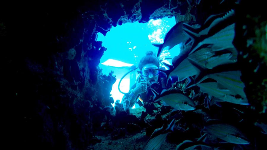 Son cientos de especies las que dependen de los arrecifes de coral