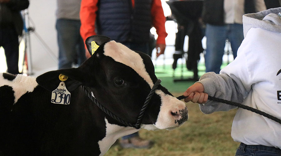 así se vive la feria familiar en engalec