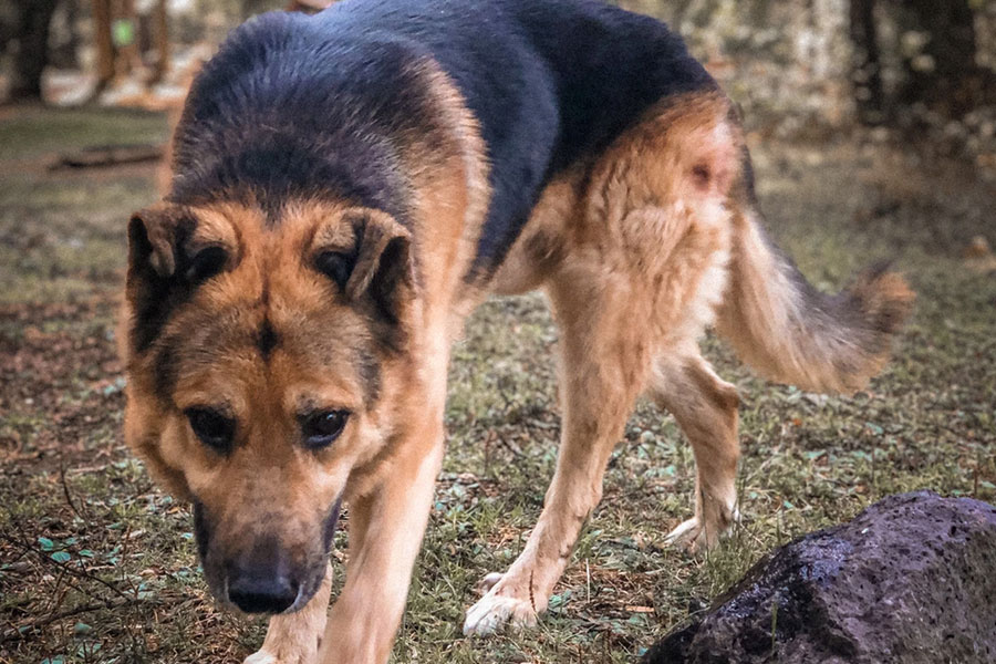 Estudiante Tec conmemora a su perro con emprendimiento