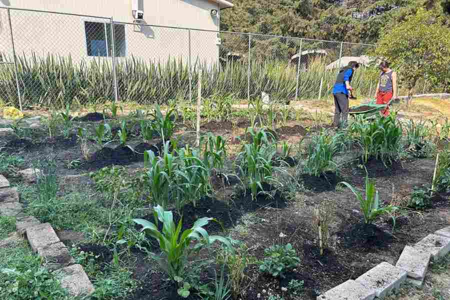 Estudiantes rescatan cultivos ancestrales