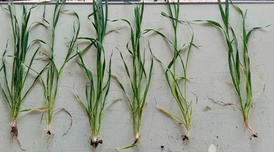 Cultivo de la avena durante su inspección