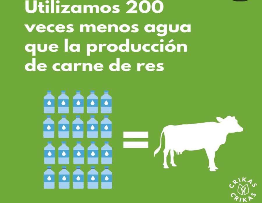 La producción de proteína a partir del grillo requiere de menor cantidad de agua