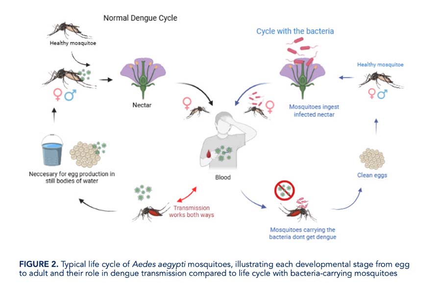 hipótesis del equipo que busca bacteria contra dengue