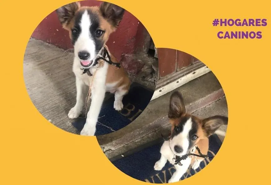 Gala, fue rescatada por hogares caninos, iniciativa de alumna del Tec de Monterrey.