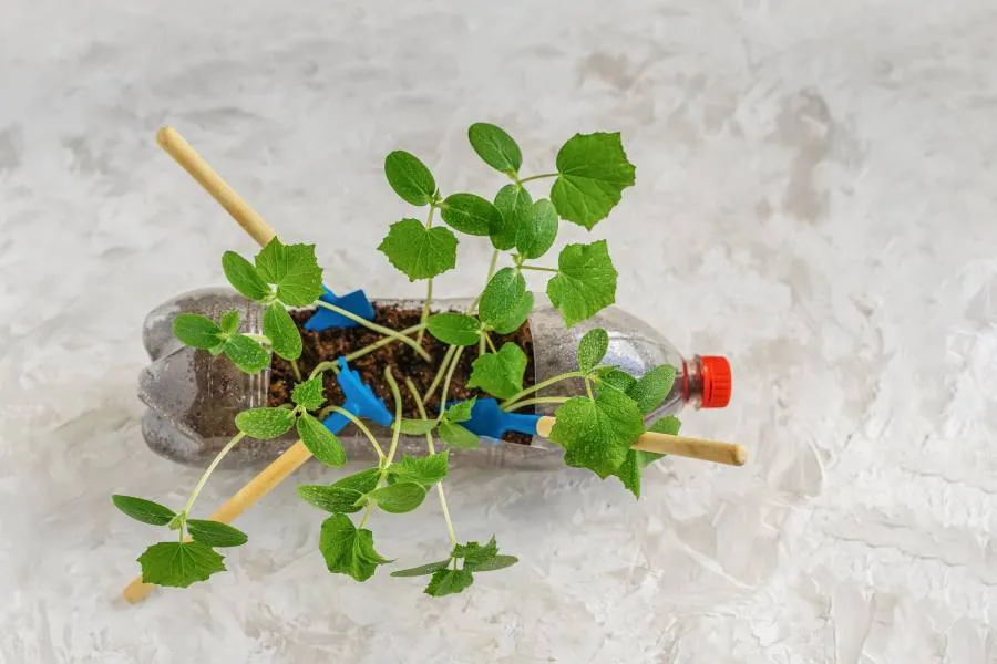 Con botellas de plástico puedes realizar maceteros