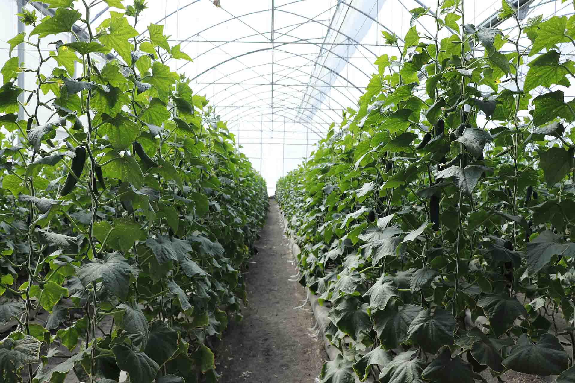 Estudiantes del Tec en rancho agropecuario en Querétaro