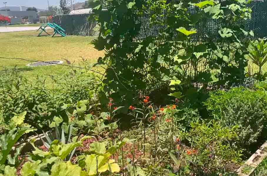 Jardín botánico en PrepaTec Santa Anita. 