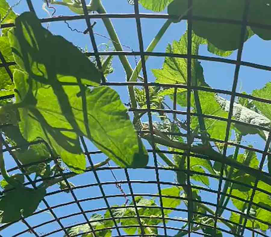 Jardín botánico en PrepaTec Santa Anita. 