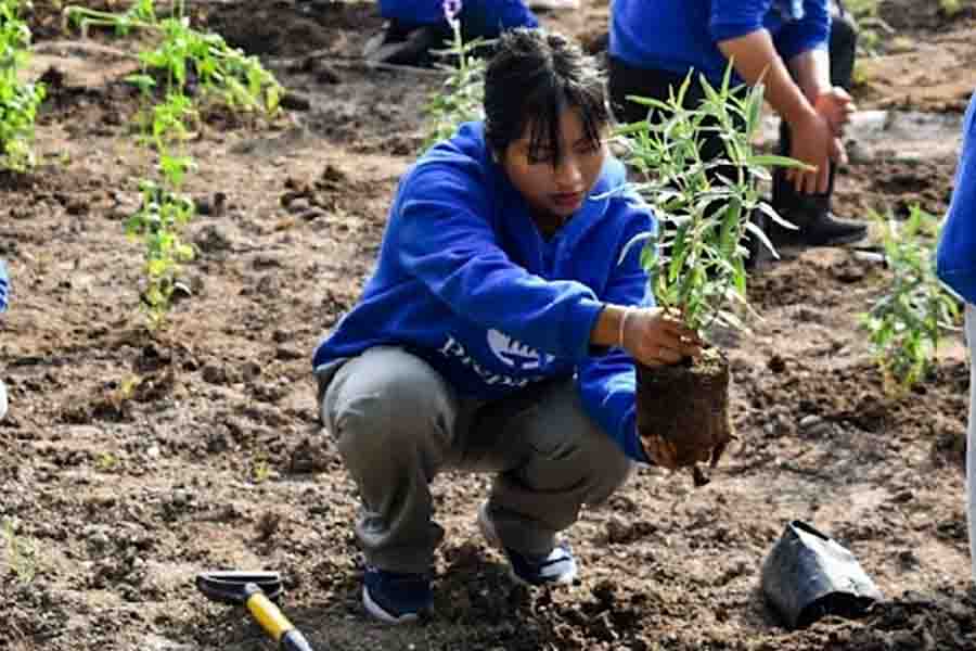 Estudiantes de Prepa Tec construyen Jardines Polinizadores