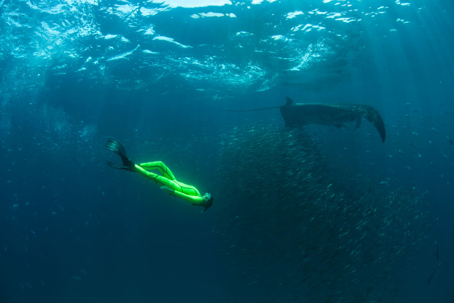 Mantarraya, Mobula Yarae.