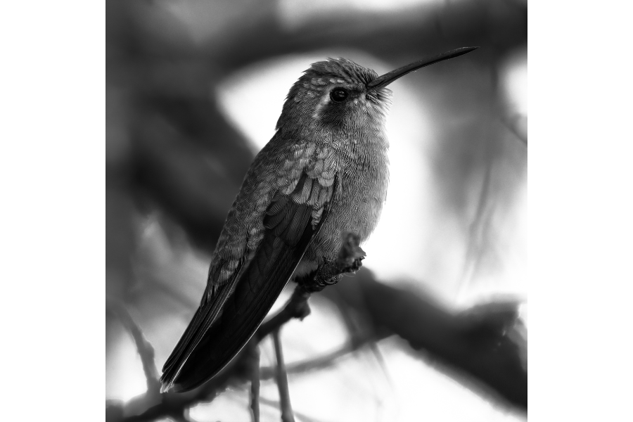 colibr&iacute; en blanco y negro