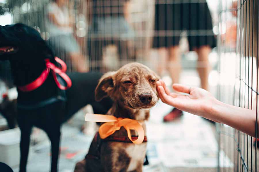 Este 14 de febrero también se celebra el amor hacia nuestras mascotas