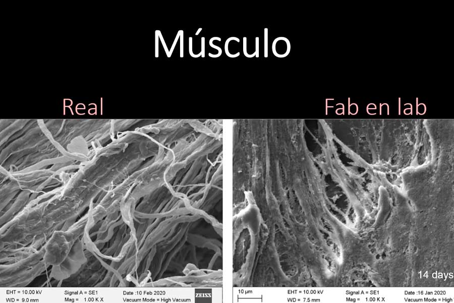 Los investigadores pudieron crear tejidos a partir del uso de nanopartículas.