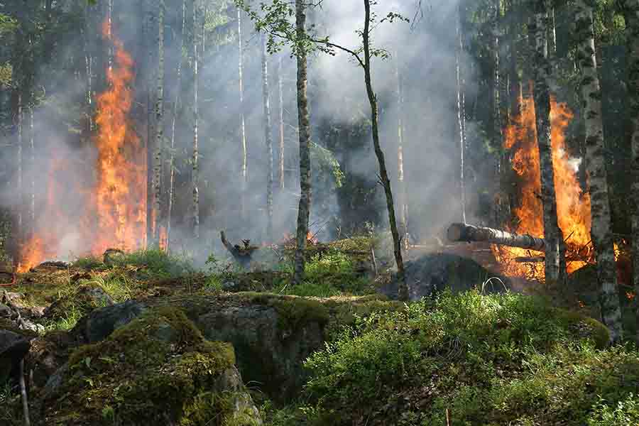 Incendio forestal