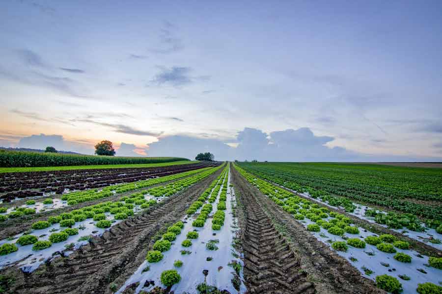 Un campo agrícola con agua.