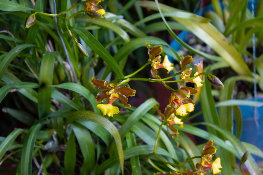 Orquídea conservada en el herbario de la Asociación Mexicana de Orquídeas, estudiada para su clasificación y preservación.