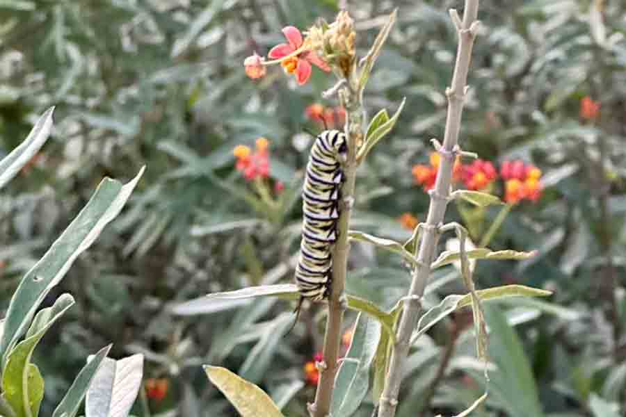 Oruga comiendo asclepia en el campus Monterrey.