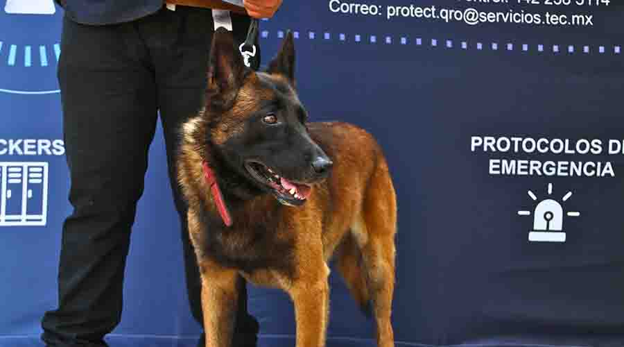 Sack perro guardián de la PrepaTec Querétaro