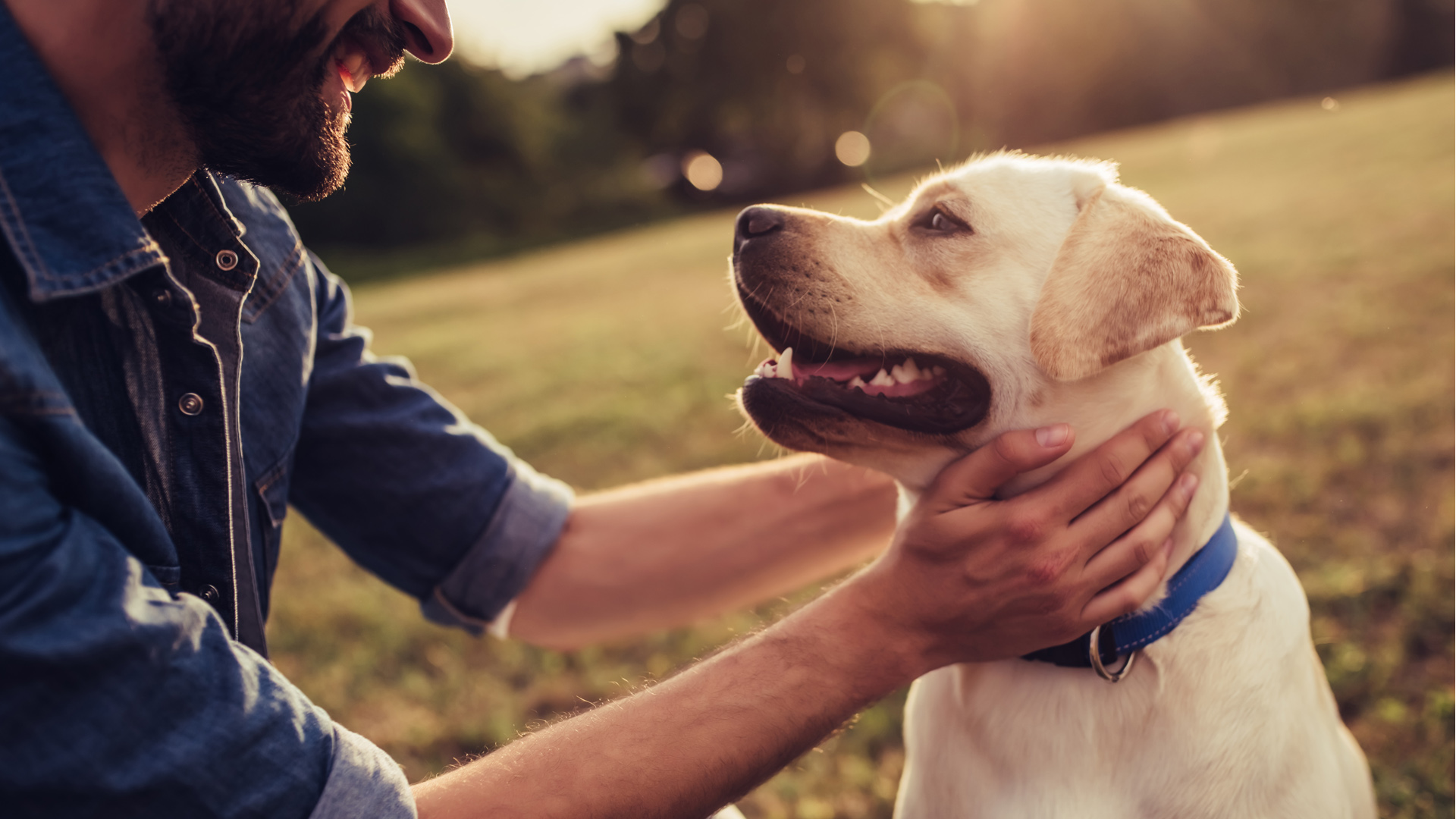 Promover la esterilización y la adopción de perros es la meta principal de ¡Ponte perro!