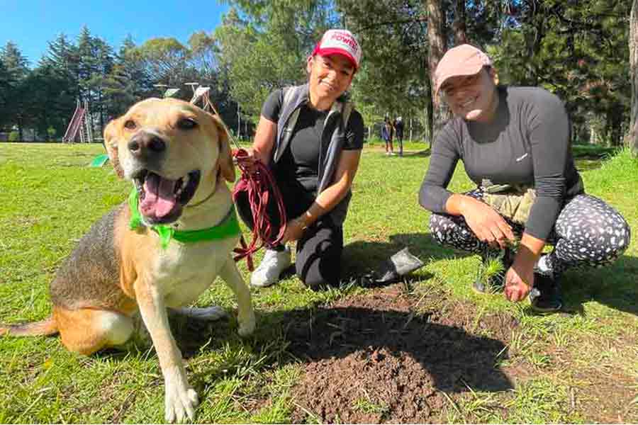 ¡Plantan 200 árboles! Egresados realizan reforestación en Toluca