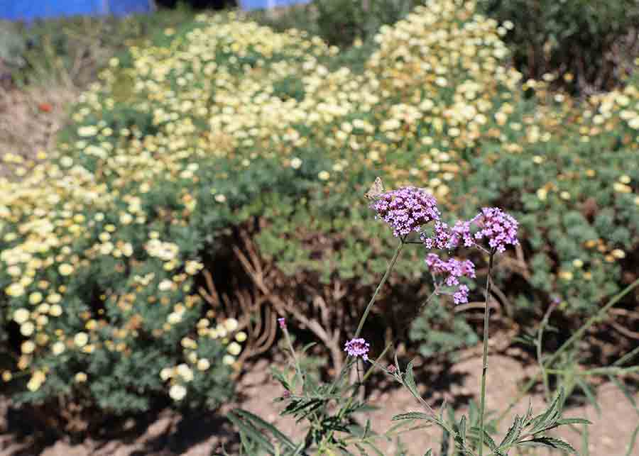 Refugio para polinizadores, reconocen al Tec Guadalajara por esta labor. 