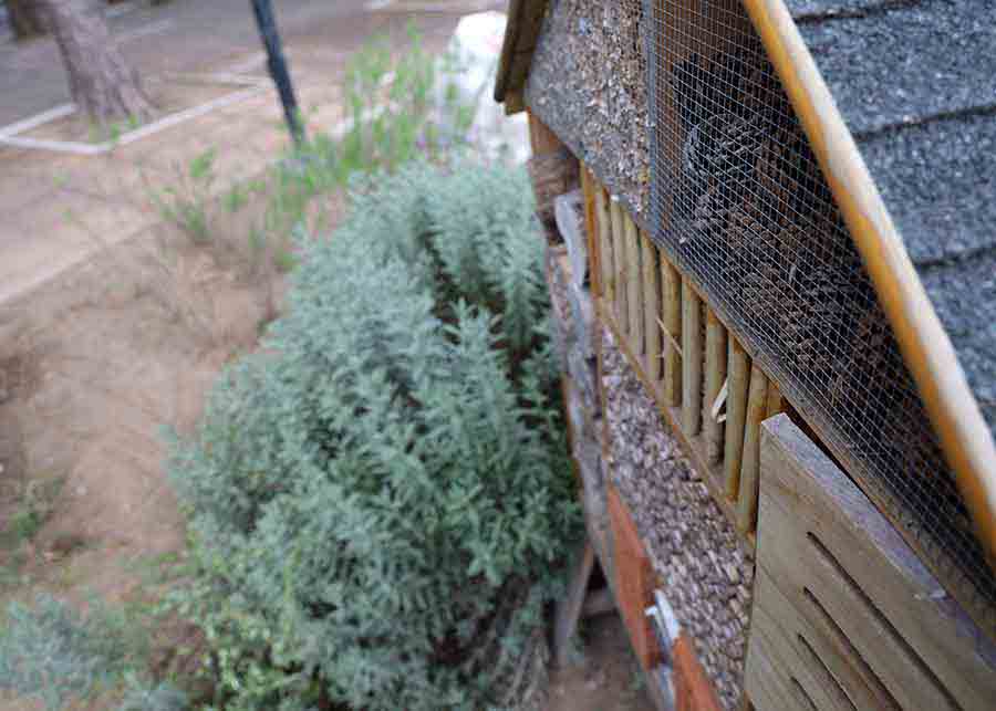 Refugio para polinizadores, reconocen al Tec Guadalajara por esta labor. 