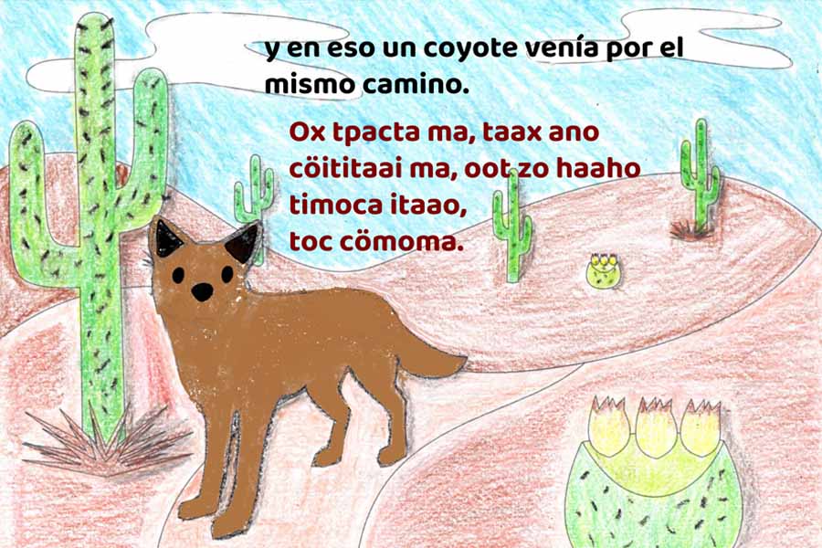 Página de cuento sobre leyenda Comcáac con ilustraciones hechas a mano y texto en español y cmquiique iitom.