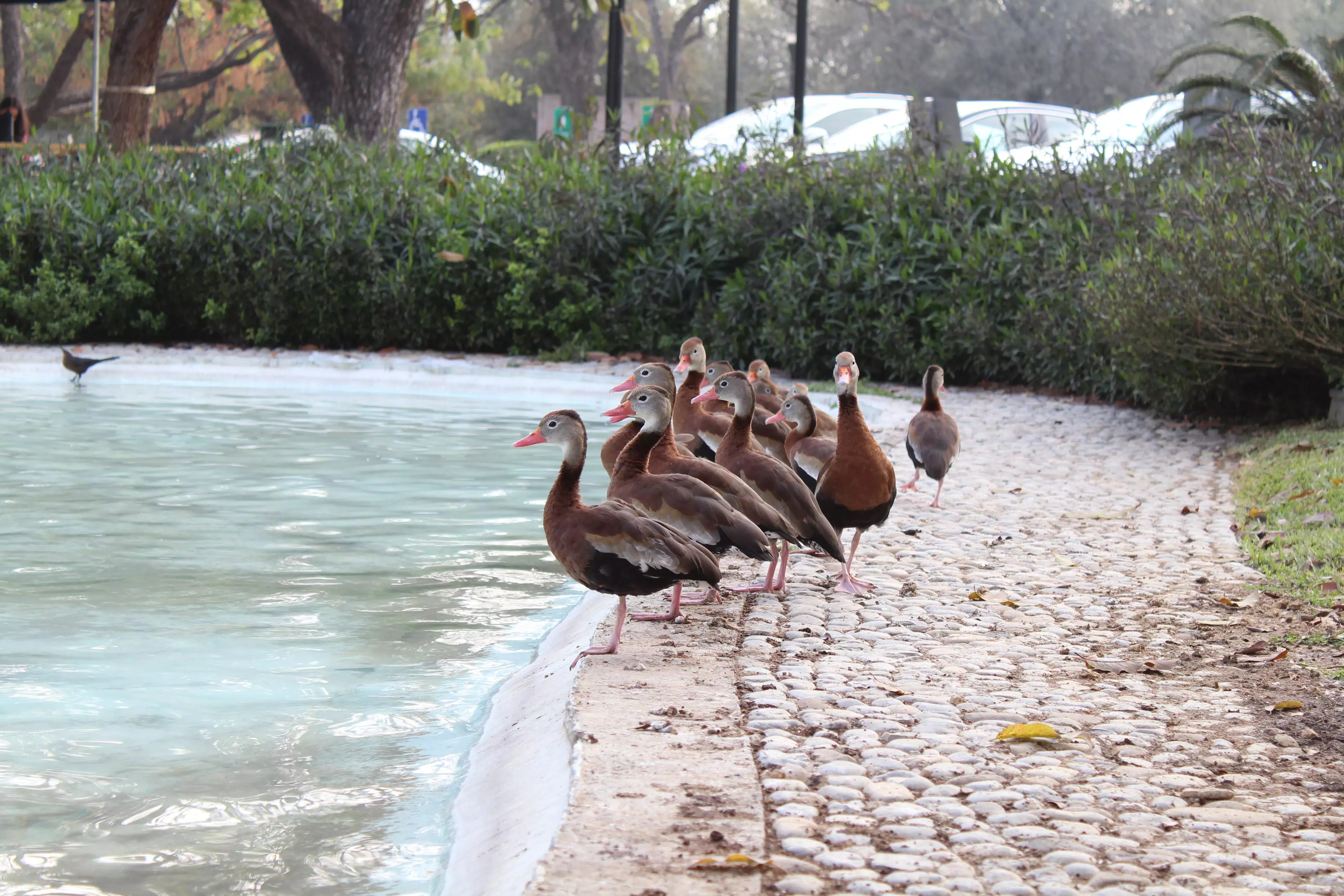 Pijijis a la orilla del lago