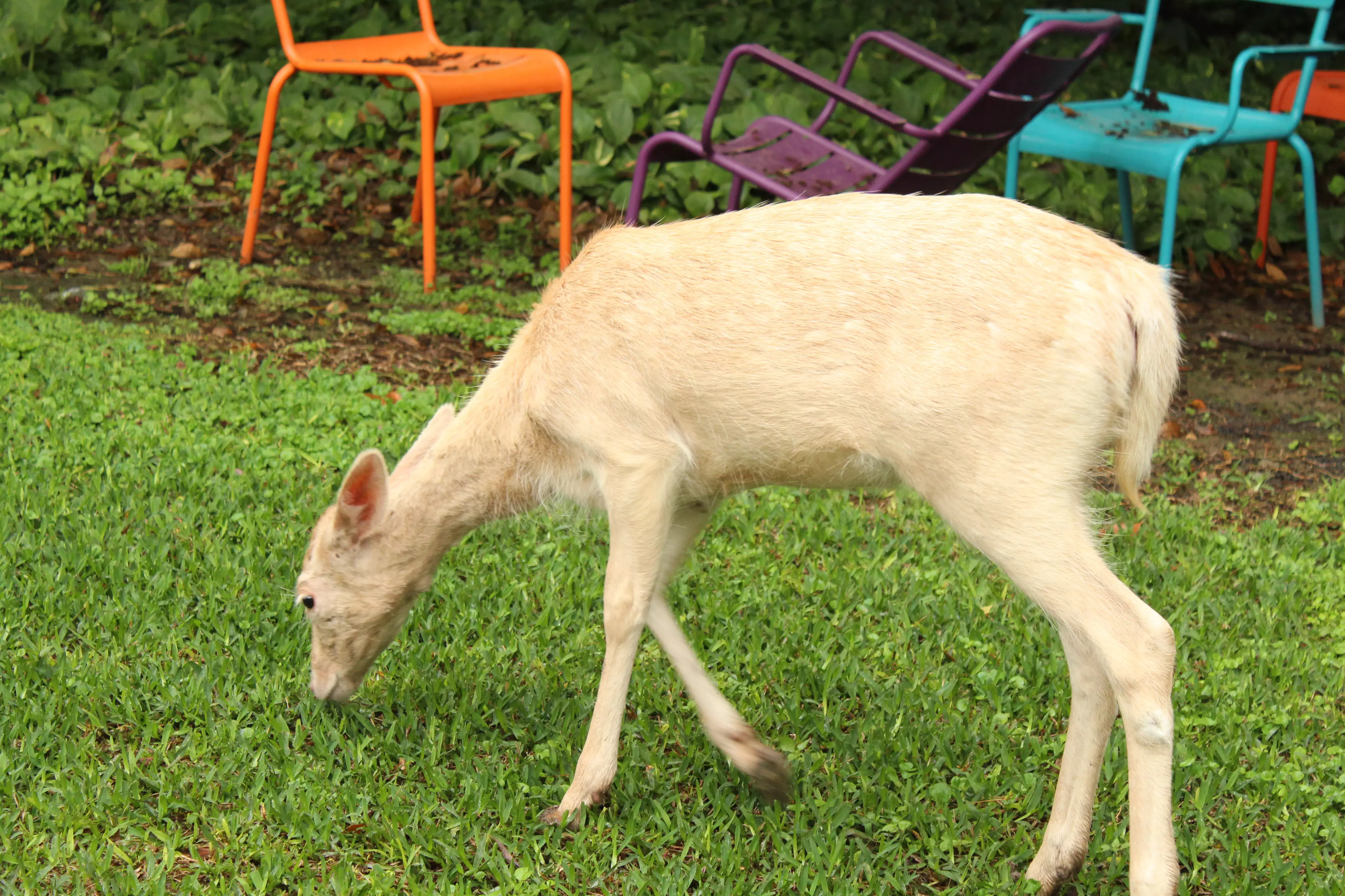 Venado comiendo césped