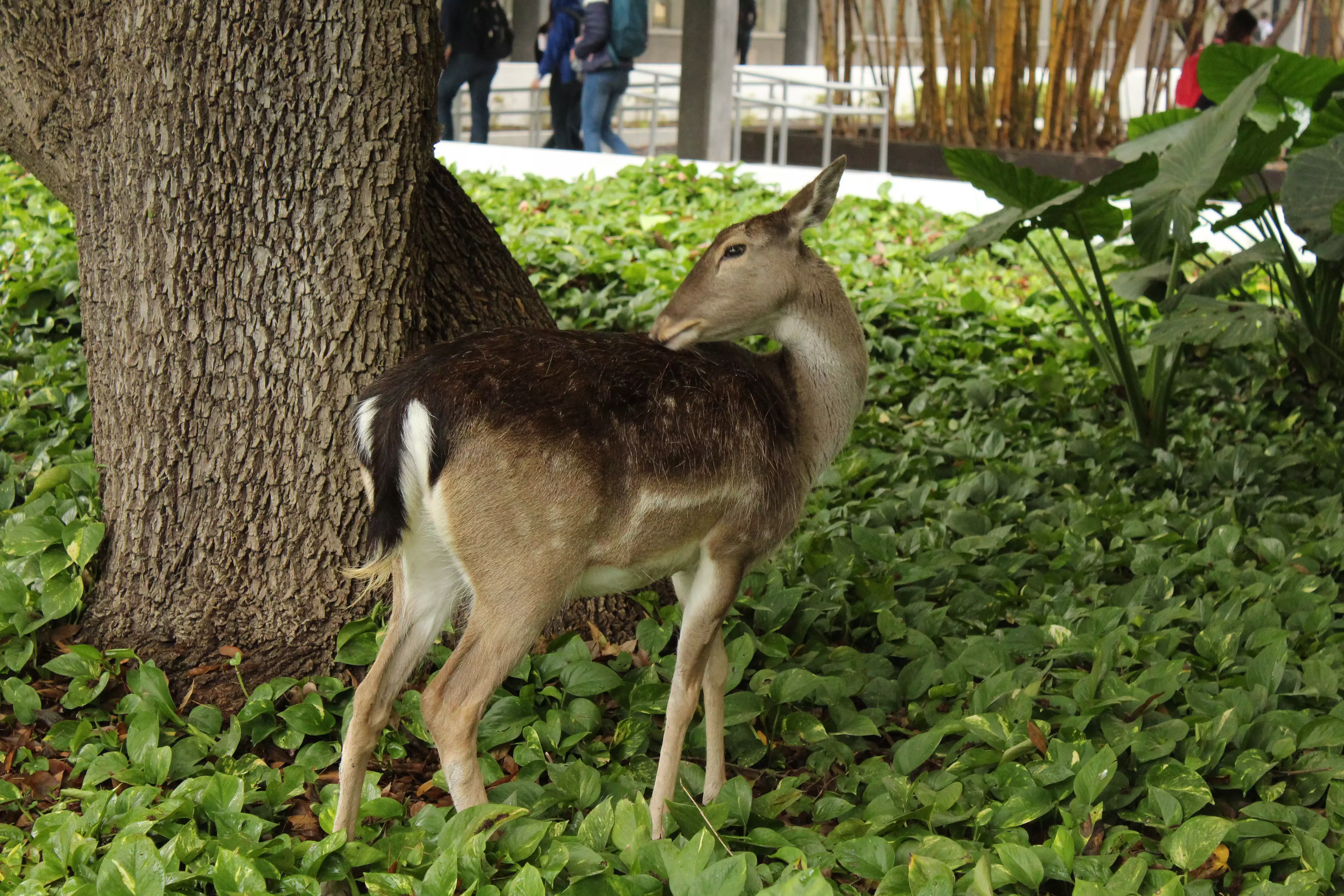 Venado