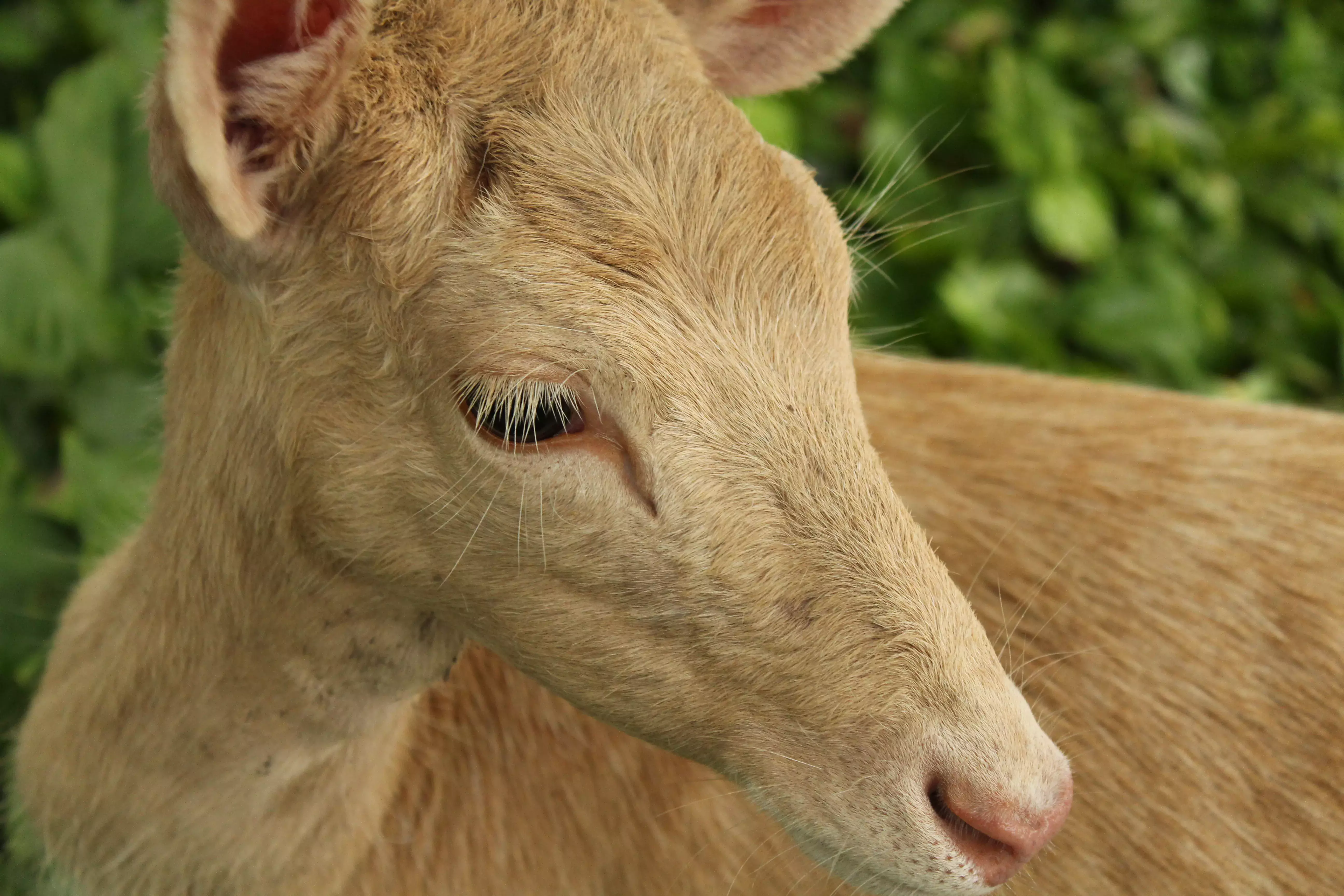 Cara de venado