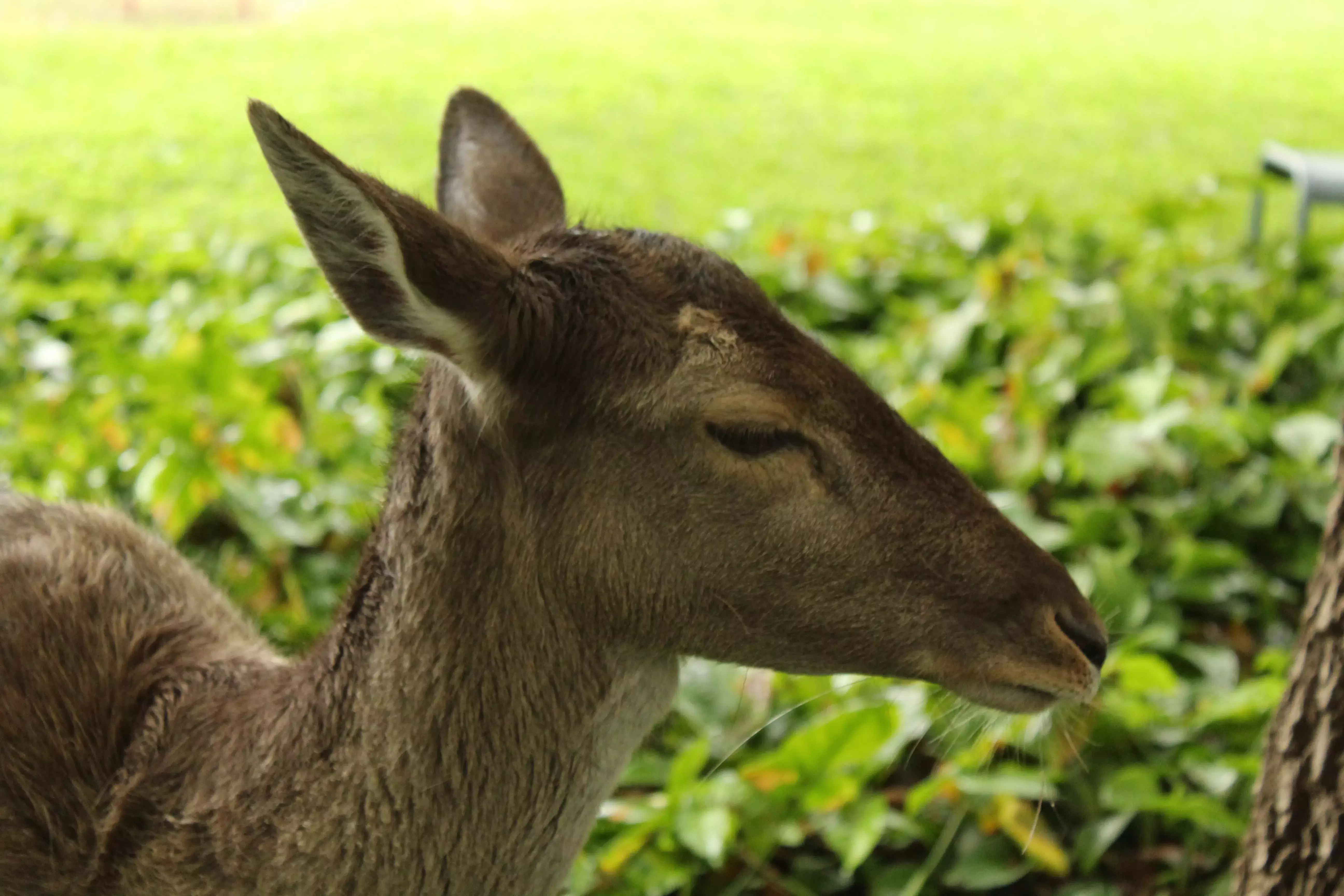 Venado