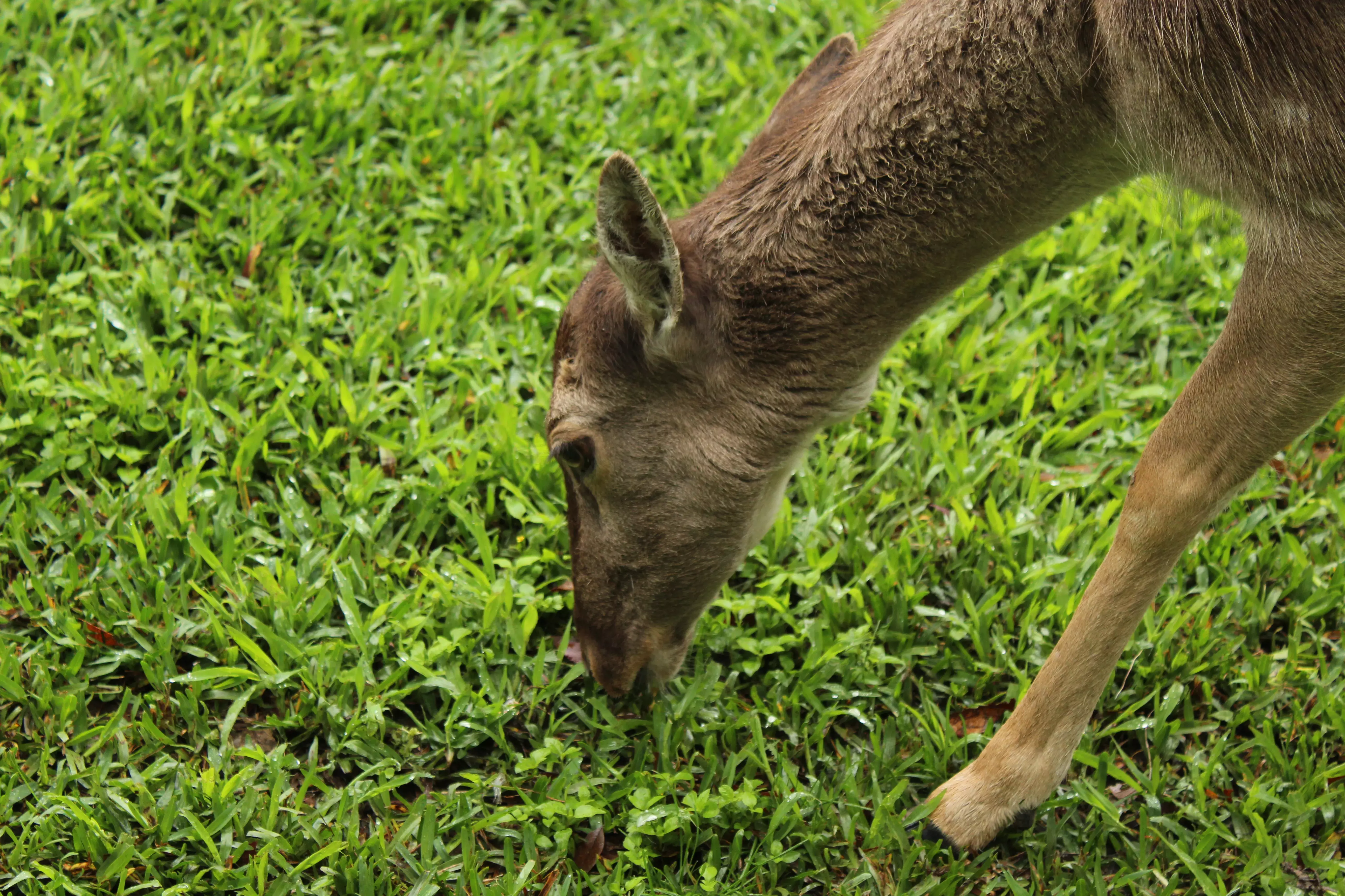 Venado comiendo pasto