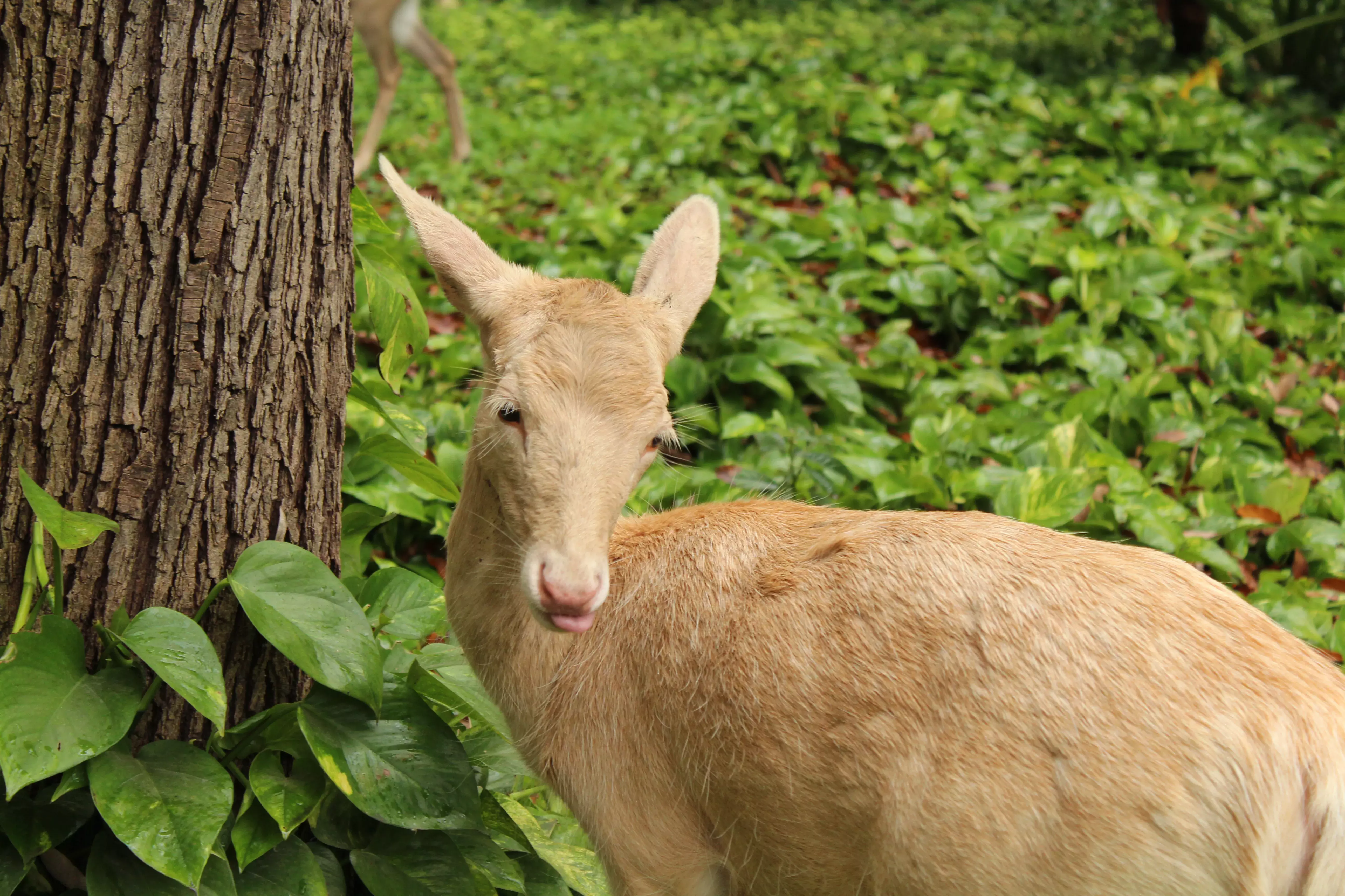 Venado