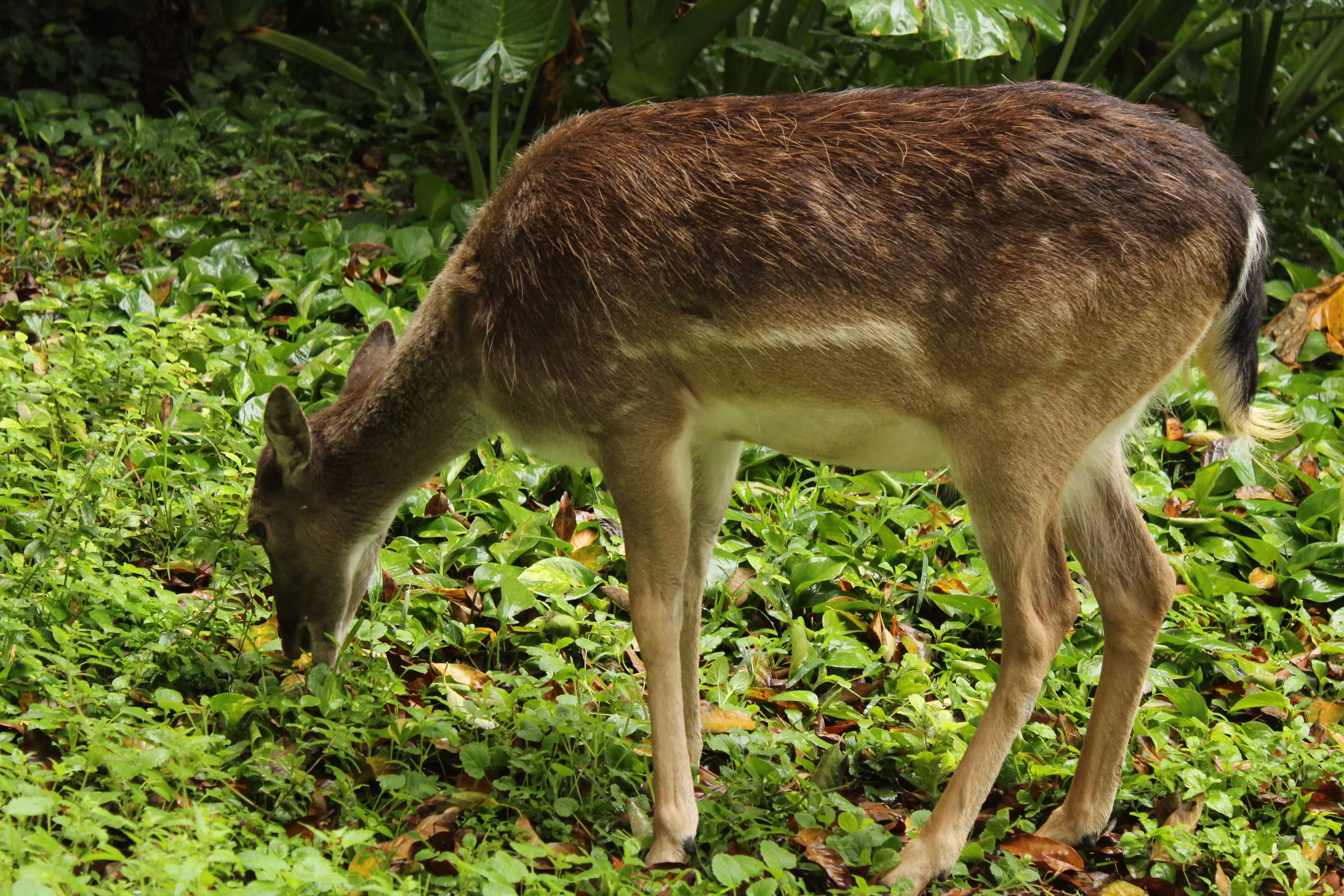 Venado comiendo pasto