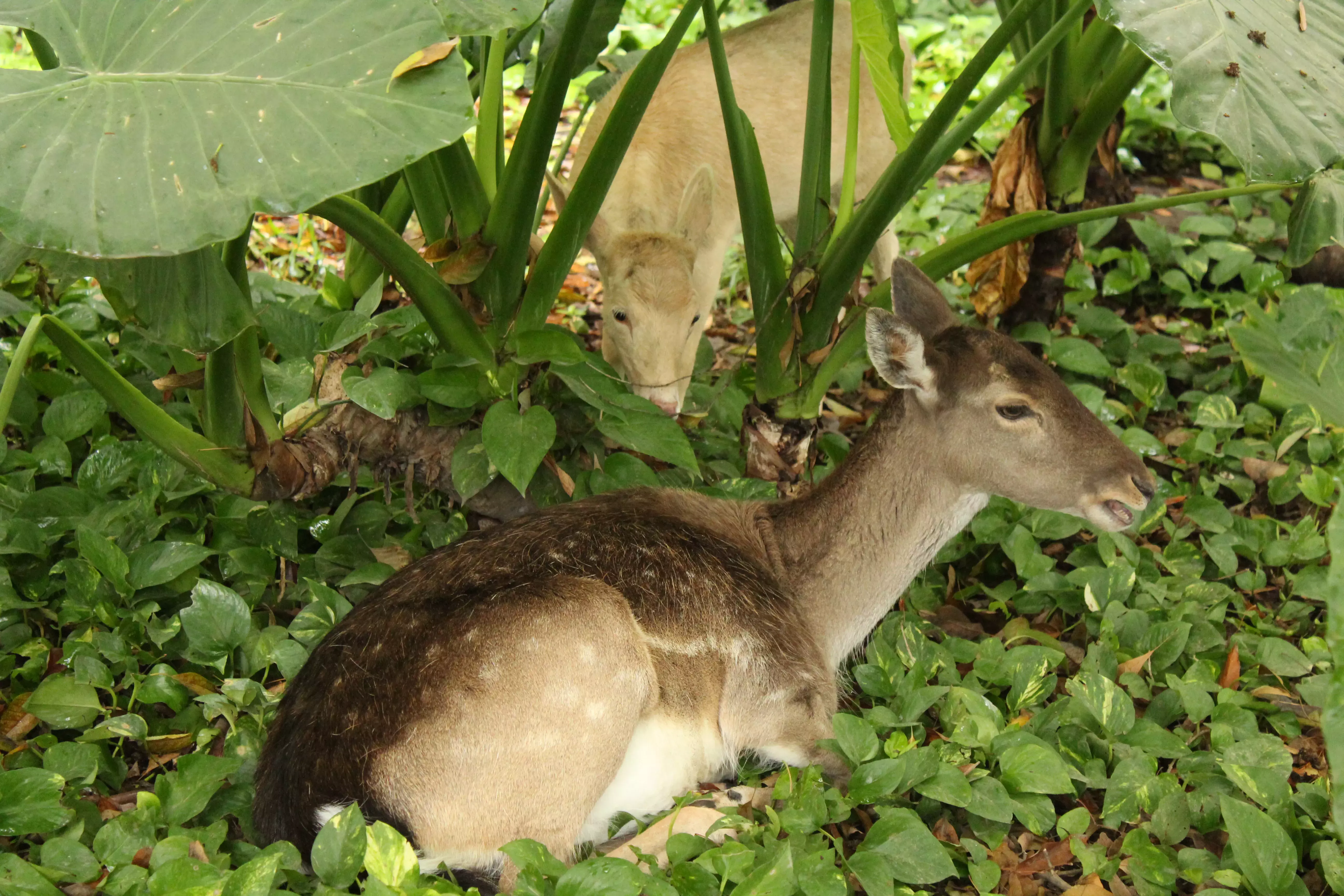 Venado en el pasto