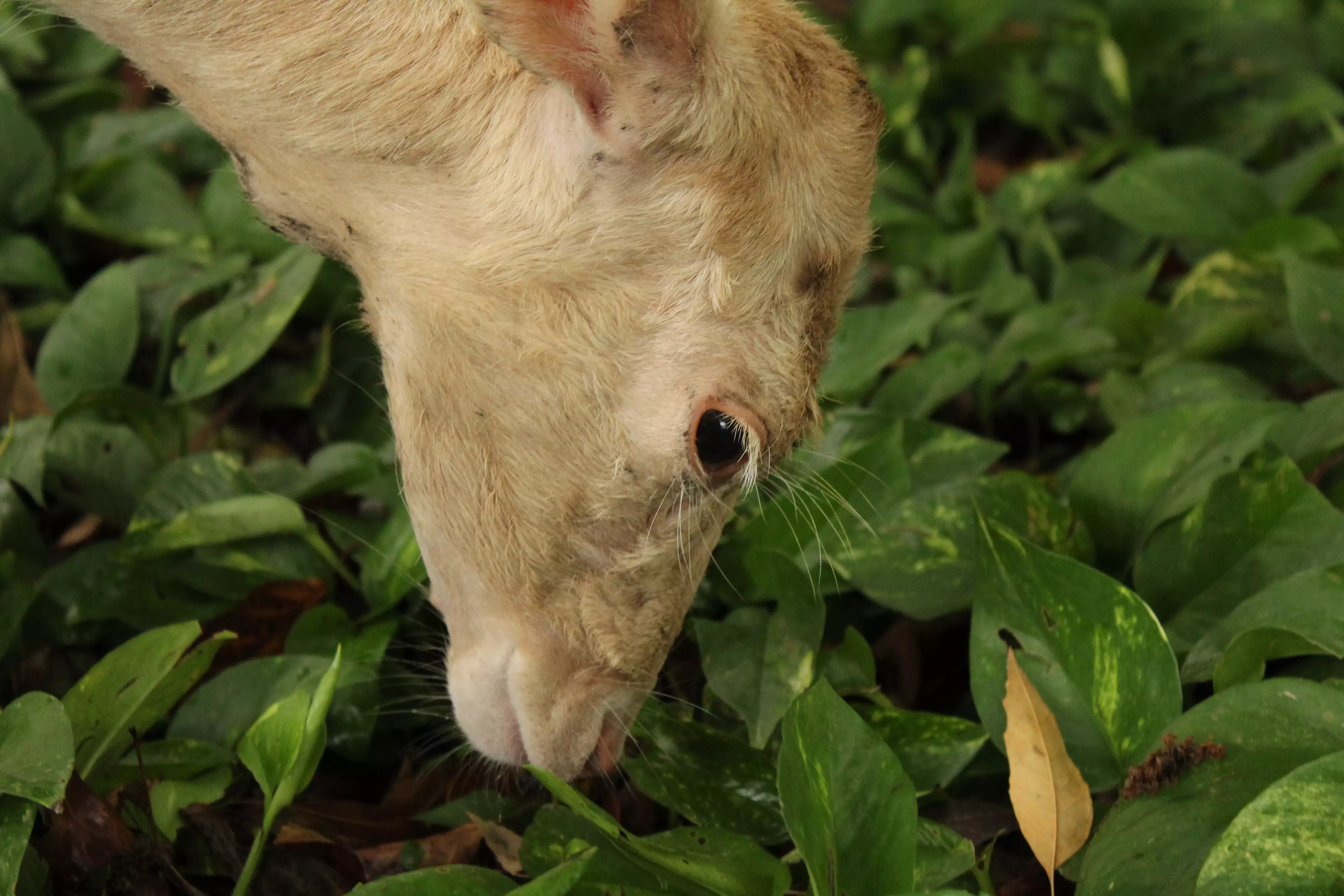 Venados comiendo pasto